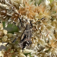 Oncocoris geniculatus at Percival Hill - 19 Jan 2024