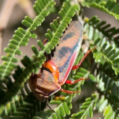 Coleotichus costatus (Green shield-backed bug) at Nicholls, ACT - 19 Jan 2024 by Hejor1