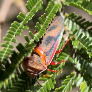 Coleotichus costatus at Percival Hill - 19 Jan 2024