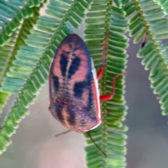 Coleotichus costatus at Percival Hill - 19 Jan 2024