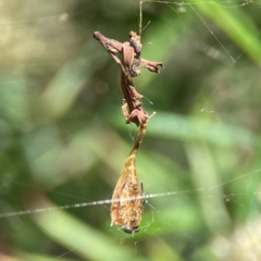 Arachnura higginsi (Scorpion-tailed Spider) at Percival Hill - 19 Jan 2024 by Hejor1