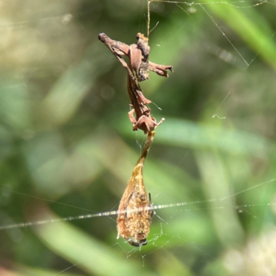 Arachnura higginsi (Scorpion-tailed Spider) at Nicholls, ACT - 19 Jan 2024 by Hejor1