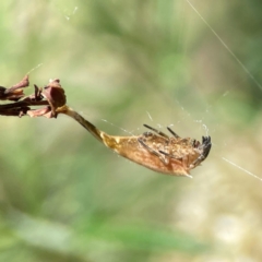 Arachnura higginsi at Percival Hill - 19 Jan 2024
