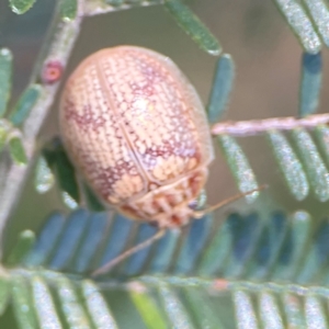 Paropsis charybdis at Percival Hill - 19 Jan 2024