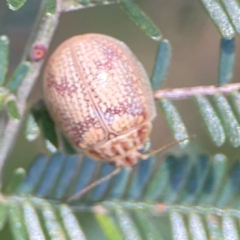 Paropsis charybdis (Eucalyptus leaf beetle) at Nicholls, ACT - 19 Jan 2024 by Hejor1