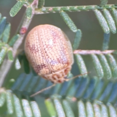 Paropsis charybdis at Percival Hill - 19 Jan 2024