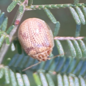 Paropsis charybdis at Percival Hill - 19 Jan 2024