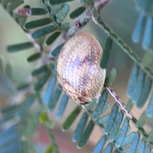 Paropsis charybdis at Percival Hill - 19 Jan 2024