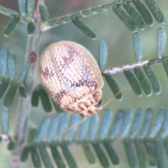 Paropsis charybdis at Percival Hill - 19 Jan 2024