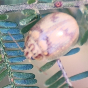 Paropsis charybdis at Percival Hill - 19 Jan 2024