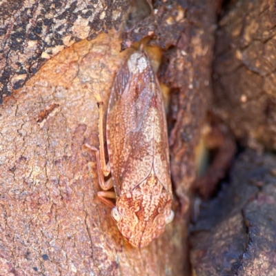 Stenocotis depressa (Leafhopper) at Nicholls, ACT - 19 Jan 2024 by Hejor1