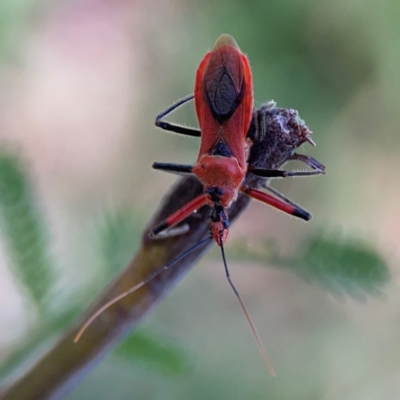 Gminatus australis (Orange assassin bug) at Percival Hill - 19 Jan 2024 by Hejor1