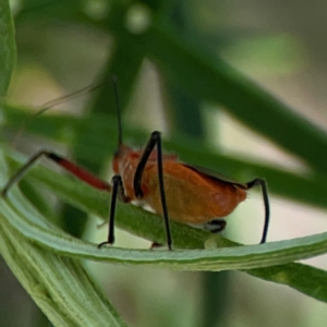 Gminatus australis at Percival Hill - 19 Jan 2024 01:30 PM