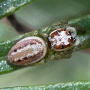 Opisthoncus abnormis at Percival Hill - 19 Jan 2024