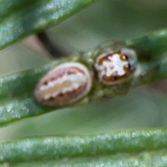 Opisthoncus abnormis at Percival Hill - 19 Jan 2024