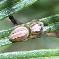 Opisthoncus abnormis at Percival Hill - 19 Jan 2024 01:20 PM