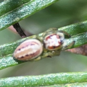 Opisthoncus abnormis at Percival Hill - 19 Jan 2024