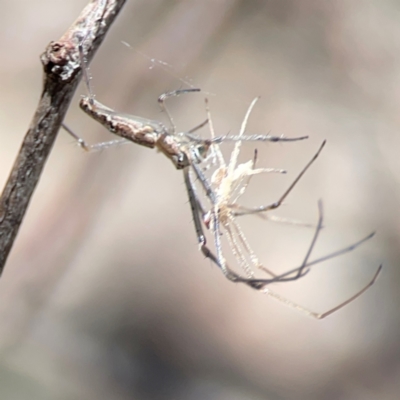 Tetragnatha sp. (genus) (Long-jawed spider) at Nicholls, ACT - 19 Jan 2024 by Hejor1