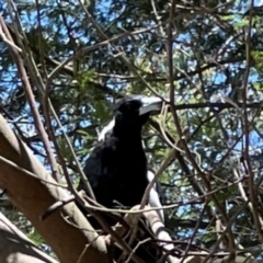 Gymnorhina tibicen (Australian Magpie) at Percival Hill - 19 Jan 2024 by Hejor1