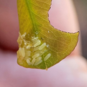 Paropsisterna cloelia at Gungahlin Pond - 19 Jan 2024