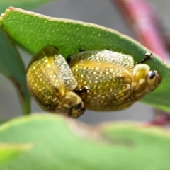 Paropsisterna cloelia at Gungahlin Pond - 19 Jan 2024