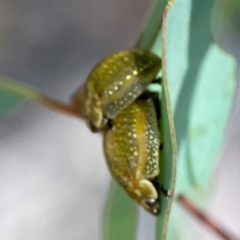 Paropsisterna cloelia at Gungahlin Pond - 19 Jan 2024