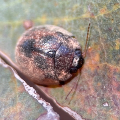 Trachymela sp. (genus) (Brown button beetle) at Nicholls, ACT - 19 Jan 2024 by Hejor1