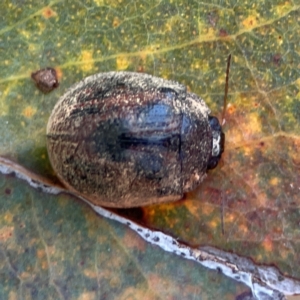 Trachymela sp. (genus) at Gungahlin Pond - 19 Jan 2024