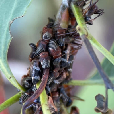 Eurymeloides sp. (genus) (Eucalyptus leafhopper) at Gungahlin Pond - 19 Jan 2024 by Hejor1