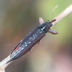 Rhinotia sp. (genus) (Unidentified Rhinotia weevil) at Nicholls, ACT - 19 Jan 2024 by Hejor1