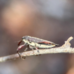 Rhinotia sp. (genus) at Gungahlin Pond - 19 Jan 2024