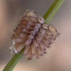 Paropsis atomaria (Eucalyptus leaf beetle) at Gungahlin Pond - 19 Jan 2024 by Hejor1