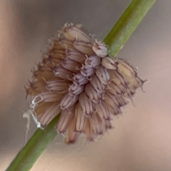 Paropsis atomaria (Eucalyptus leaf beetle) at Gungahlin Pond - 19 Jan 2024 by Hejor1