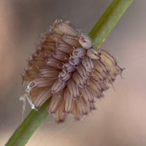 Paropsis atomaria at Gungahlin Pond - 19 Jan 2024