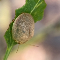 Paropsis atomaria at Gungahlin Pond - 19 Jan 2024