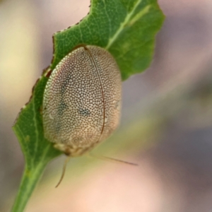 Paropsis atomaria at Gungahlin Pond - 19 Jan 2024