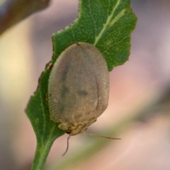 Paropsis atomaria at Gungahlin Pond - 19 Jan 2024