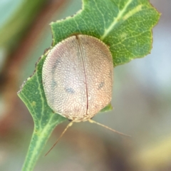 Paropsis atomaria at Gungahlin Pond - 19 Jan 2024