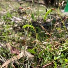 Grona varians (Slender Tick-Trefoil) at Watson, ACT - 19 Jan 2024 by waltraud