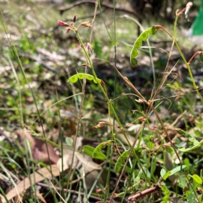 Grona varians (Slender Tick-Trefoil) at Mount Majura - 19 Jan 2024 by waltraud