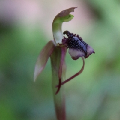 Chiloglottis reflexa (Short-clubbed Wasp Orchid) at Tallaganda National Park - 19 Jan 2024 by Csteele4