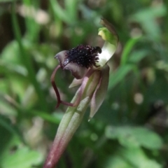 Chiloglottis reflexa at QPRC LGA - 19 Jan 2024