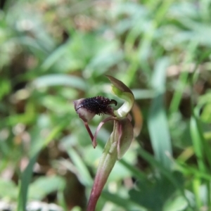 Chiloglottis reflexa at QPRC LGA - 19 Jan 2024