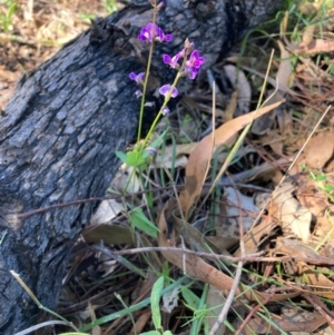 Glycine tabacina at Mount Majura - 19 Jan 2024