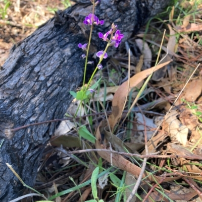 Glycine tabacina (Variable Glycine) at Mount Majura - 19 Jan 2024 by waltraud