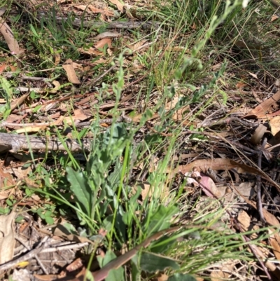 Hackelia suaveolens (Sweet Hounds Tongue) at Mount Majura - 19 Jan 2024 by waltraud