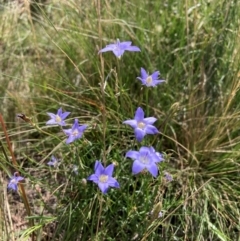 Wahlenbergia capillaris (Tufted Bluebell) at Watson, ACT - 19 Jan 2024 by waltraud