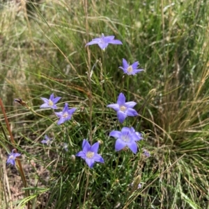 Wahlenbergia capillaris at Mount Majura - 19 Jan 2024 04:30 PM