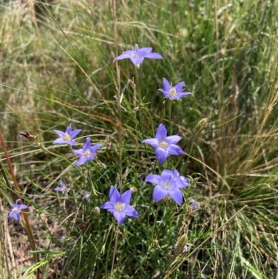 Wahlenbergia capillaris (Tufted Bluebell) at Watson, ACT - 19 Jan 2024 by waltraud
