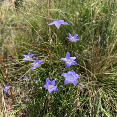 Wahlenbergia capillaris (Tufted Bluebell) at Mount Majura - 19 Jan 2024 by waltraud